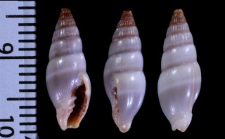 ウスイロミノムシ Vexillum semisculptum small