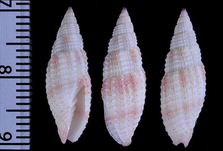 ニクイロフデ 肉色筆 Domiporta carnicolor small