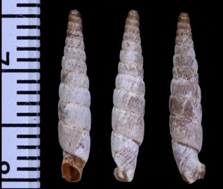 パンパスペルーギセル (仮称) Incaglaia pampasensis small