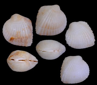 リュウキュウヒシガイ Fragum loochooanum small