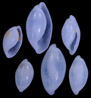 トックリタマゴガイ Limulatys okamotoi small