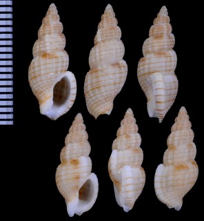 クロスジトクサバイ 黒筋木賊? Antillophos nigroliratus small