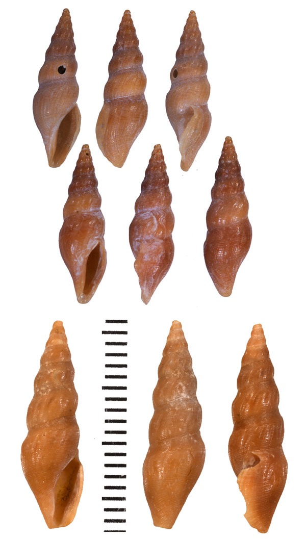 ヒナモミジボラ 雛紅葉法螺 Elaeocyma chinensis small