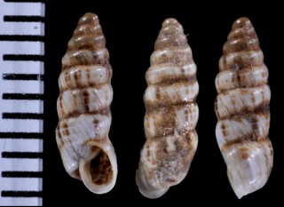 ツーディンオカカクタニシ (仮称) Bostryx tschudii small