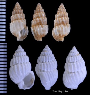 ワタゾコムシロ Nassarius babylonicus small