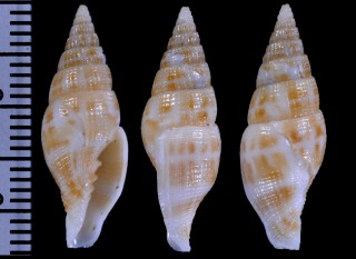 ダテツクシ Vexillum choslenae small