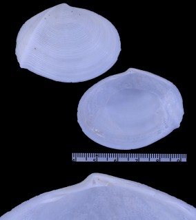 チリメンジュロウジン 縮緬寿老人 Hemimetis plicatus small