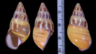 コタバトウコンマイマイ (未詳) Amphidromus quadrasi aff. small
