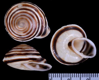 ブルンネスセンベイマイマイ Obba brunnescens small