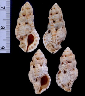 トウガタヨウラク Dermomurex obeliscus small