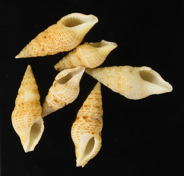 カスリマキシャジク Epidirona sibogae small