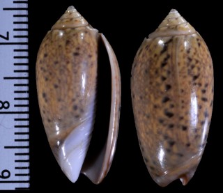 ブランダハイイロマクラ (仮称) Oliva tigridella blanda small