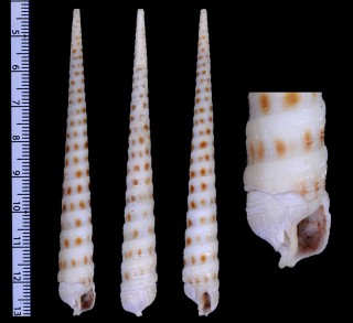 レイバウディフトギリ(仮称) Cinguloterebra raybaudii small