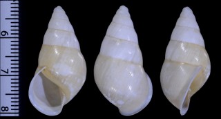 ウコンマイマイ類アルビノ? Amphidromus quadrasi aff. small