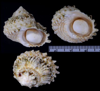 キザミウズガイ Astraea caelata small