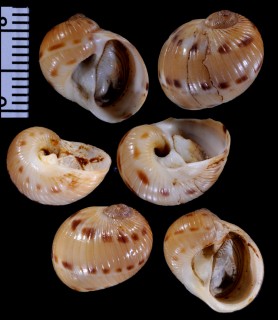 チャオビキザミタマガイ Natica broderipiana small