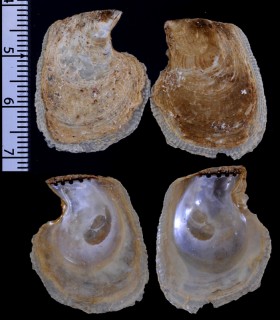 カイシアオリ 介志障泥 Isognomon perna small