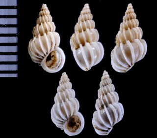 ティンテッドイトカケ (仮称) Epitonium tinctum small