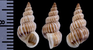 チャスジイトカケ Epitonium helicornuum small
