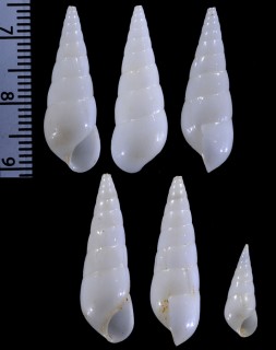 オオクリムシ Melanella cumingii small