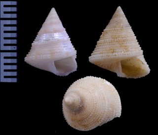 ナナイロエビス Calliostoma iris small