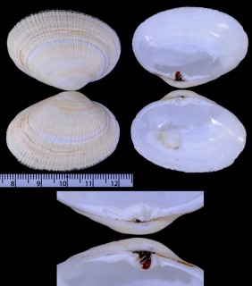 チチュウカイユキガイ Eastonia rugosa small