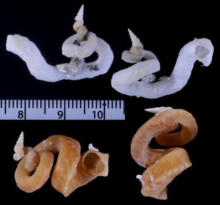 フロリダハズレキリガイダマシ (仮称) Vermicularia knorrii small