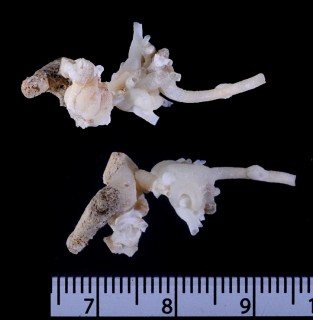 マクギンティヘビガイ (仮称) Petaloconchus mcgintyi small