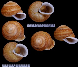 マルセンベイマイマイ Pseudobba mamilla mamilla small