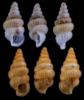 ネビルゴマガイ (仮称) Diplommatina nevilli small