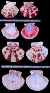 ニシキヒヨク 錦比翼 Annachlamys reevei small