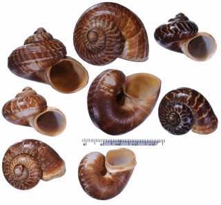 ヒノデヤマタニシcf. Cyclophorus appendiculatus small