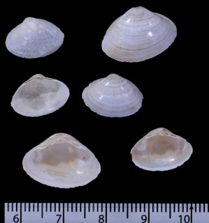 ケープバカガイ Simomactra capensis small
