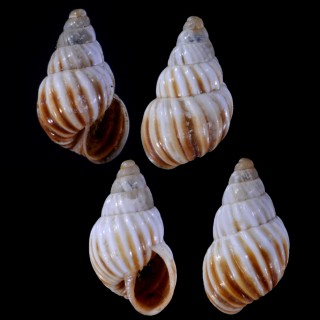 タテヒダオカカクタニシ Bostryx vilchezi small