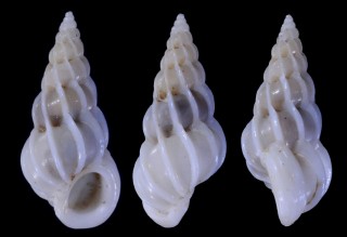 ミミイトカケ (仮称) Epitonium albidum small