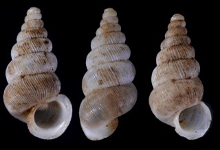 フランスゴマガイの仲間 Cochlostoma patulum small