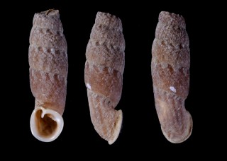 レイメバンバギセルの仲間 Cylindronenia cumulloana small