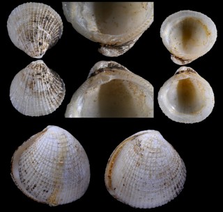 アデヤカヒメカノコアサリの原亜種? Veremolpa mindanensis small