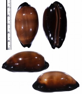 スルスミダカラ Talparia exusta small