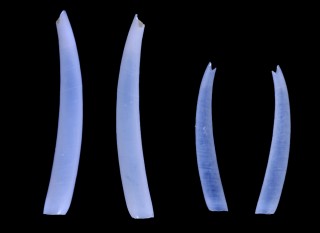 t^}^cmKC Dischides belcheri