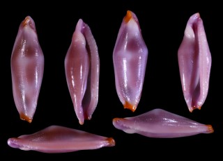 ホソアヤメケボリ Cuspivolva formosa small