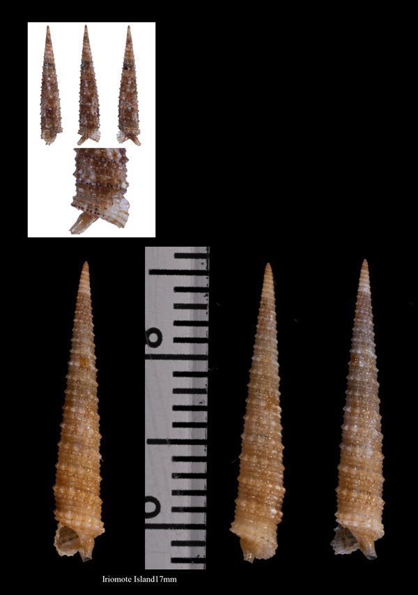 トガリキリオレ Euthymella pyramidalis small