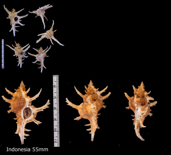 ナガテングガイ Chicoreus axicornis kawamurai var. small