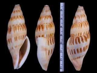 ボズウェルウスツムバイ (仮称) Kanamarua boswellae small