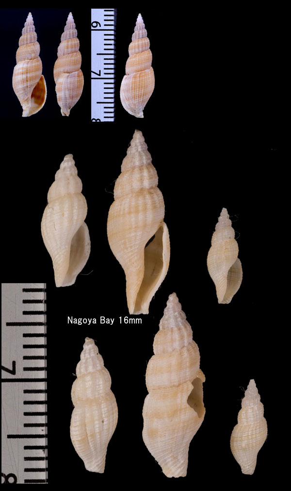 ツクシフタナシシャジク Kuroshiodaphne fuscobalteata small