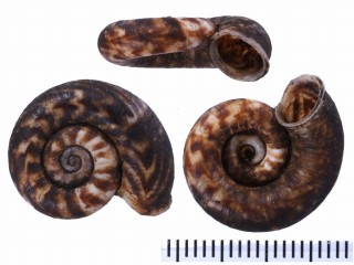 ジグザグフチカザリヤマタニシ 未詳 Scabrina sp. small