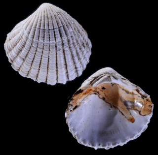 ソウヨウフミガイ Pleuromeris soyoae small