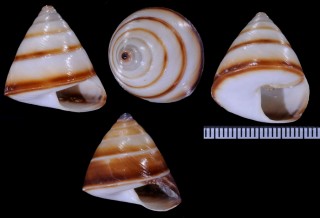 ササックマイマイ Sasakina plesseni small