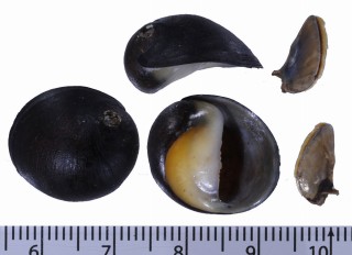 アフラカノコ (仮称) Neritina afra small