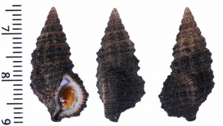 ミツカドカニモリ Clypeomorus pellucida small